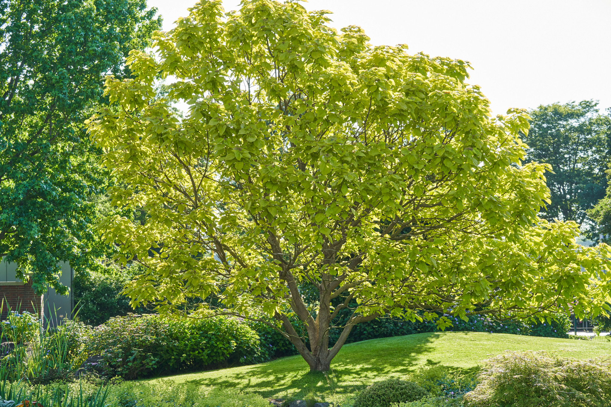 Árvore verde no espaço verde