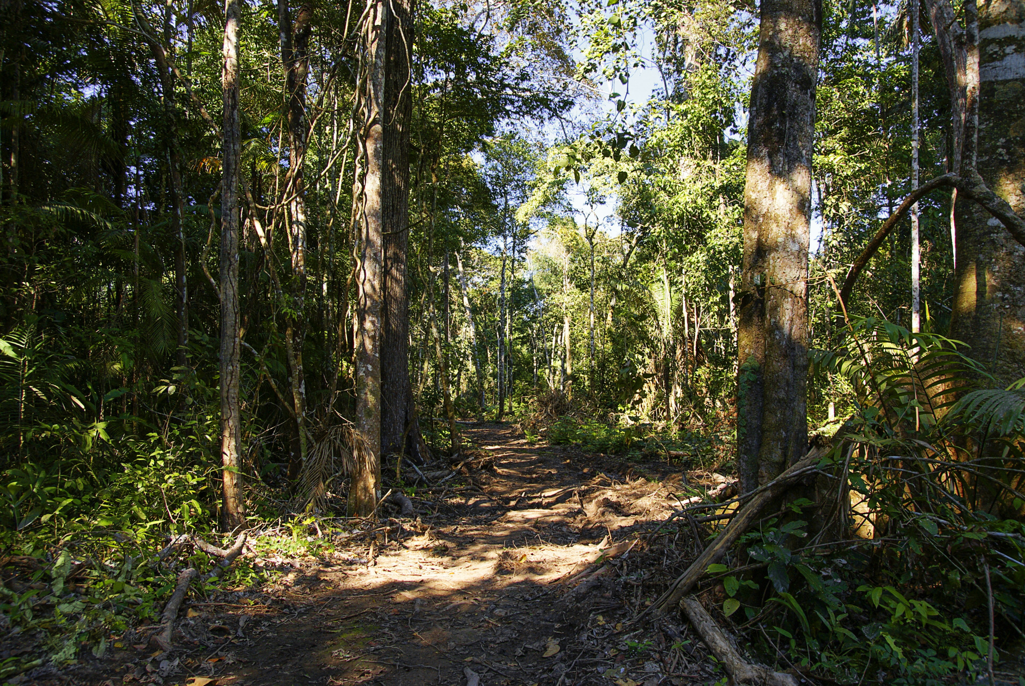 Floresta amazonica