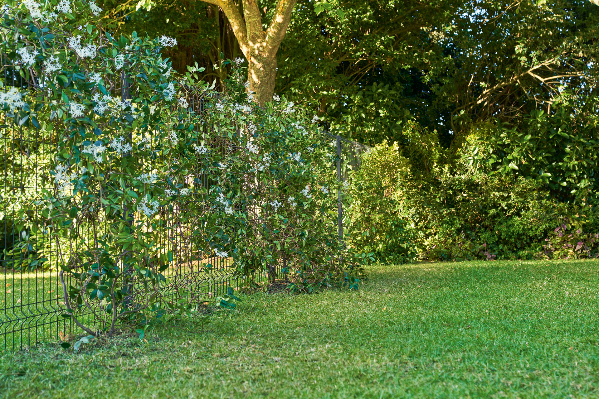 Canto do jardim com uma vedação de barreira visual verde coberta de plantas 
